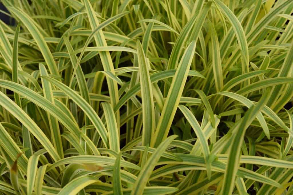 Agapanthus 'Golden Drop' ---